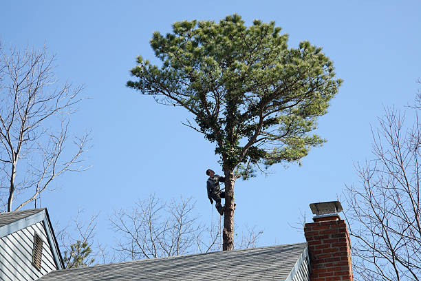 Best Tree Health Inspection  in USA